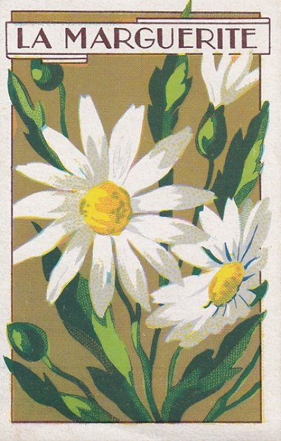 画像5: フランスアンティーク　お花のカード　マーガレット