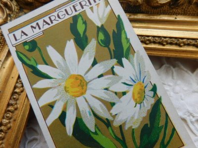 画像2: フランスアンティーク　お花のカード　マーガレット