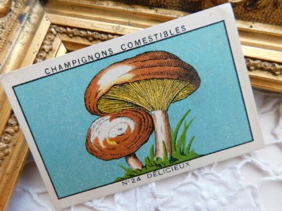 画像1: フランスアンティーク　きのこのカード