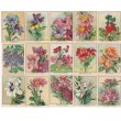 画像5: フランス　アンティークカード　お花のカードセット (5)