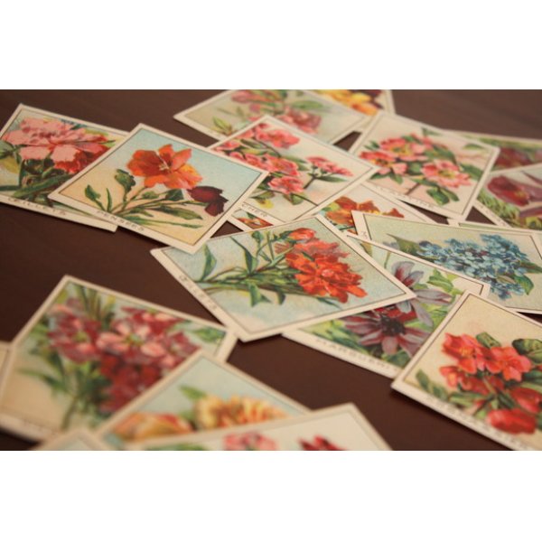 画像2: フランス　アンティークカード　お花のカードセット (2)